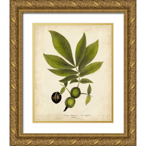 Hickory Tree Foliage Gold Ornate Wood Framed Art Print with Double Matting by Torrey, John