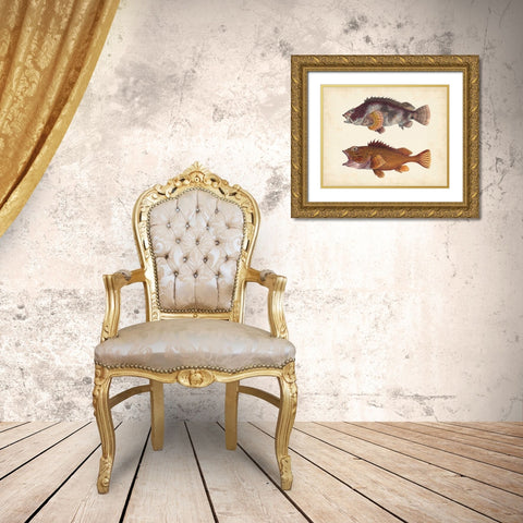 Antique Fish Species II Gold Ornate Wood Framed Art Print with Double Matting by Unknown