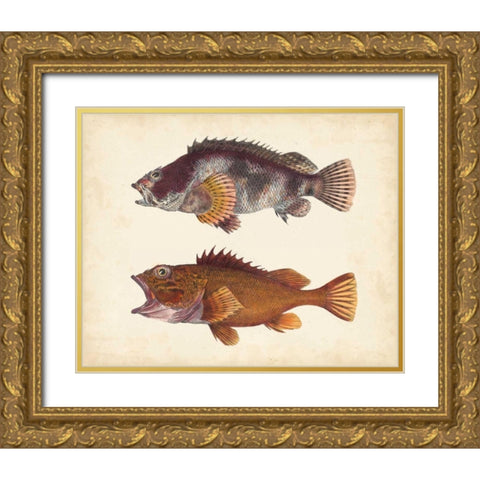 Antique Fish Species II Gold Ornate Wood Framed Art Print with Double Matting by Unknown