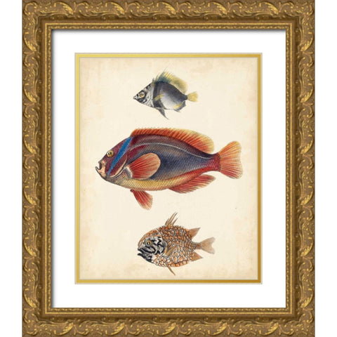 Antique Fish Species IV Gold Ornate Wood Framed Art Print with Double Matting by Unknown