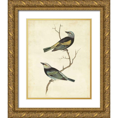 Blue-headed Tanager Gold Ornate Wood Framed Art Print with Double Matting by Cassin