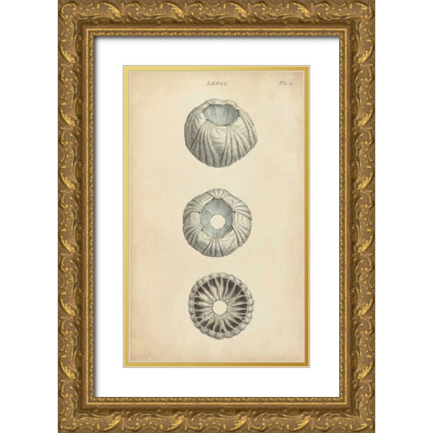 Cylindrical Shells I Gold Ornate Wood Framed Art Print with Double Matting by Wood
