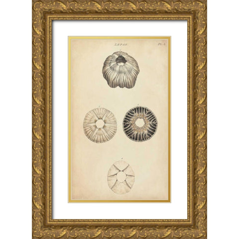 Cylindrical Shells II Gold Ornate Wood Framed Art Print with Double Matting by Wood