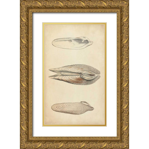 Marine Mollusk I Gold Ornate Wood Framed Art Print with Double Matting by Wood