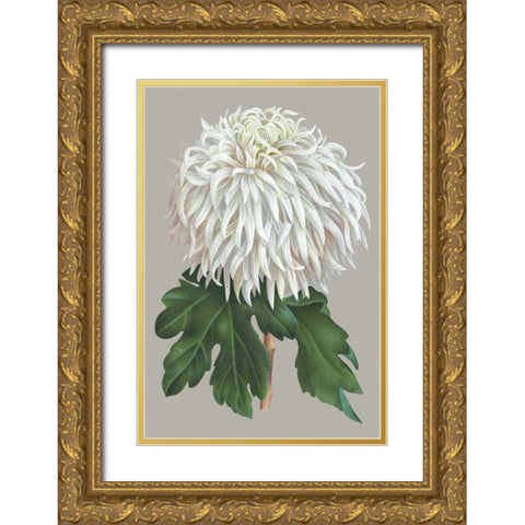 Chrysanthemum on Gray II Gold Ornate Wood Framed Art Print with Double Matting by Vision Studio