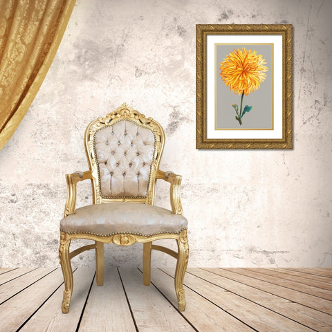 Chrysanthemum on Gray IV Gold Ornate Wood Framed Art Print with Double Matting by Vision Studio