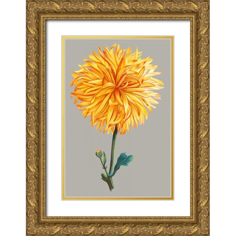 Chrysanthemum on Gray IV Gold Ornate Wood Framed Art Print with Double Matting by Vision Studio
