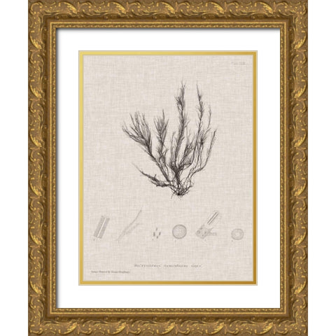 Charcoal and Linen Seaweed VI Gold Ornate Wood Framed Art Print with Double Matting by Bradbury, Henry