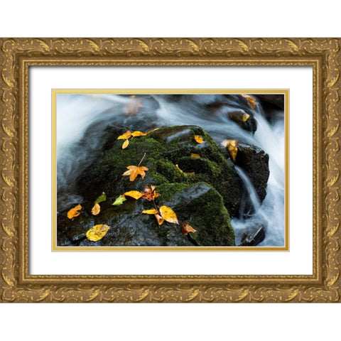 Wet Leaves Gold Ornate Wood Framed Art Print with Double Matting by Head, Danny