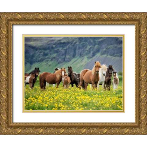 Icelandic Horses VII Gold Ornate Wood Framed Art Print with Double Matting by Burchett, P.H.