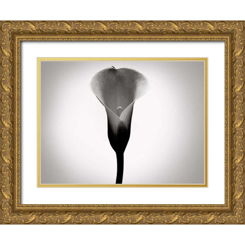 Calla Lily Studies I Gold Ornate Wood Framed Art Print with Double Matting by McLoughlin, James