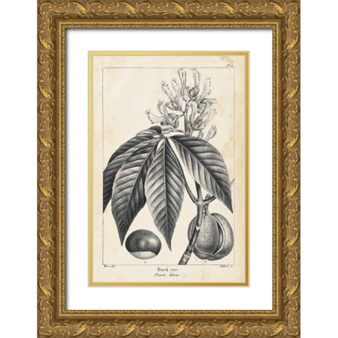 Vintage Buckeye Tree Gold Ornate Wood Framed Art Print with Double Matting by Nuttall, Thomas