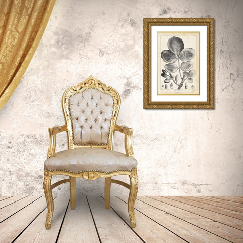 Vintage Pistachio Tree Gold Ornate Wood Framed Art Print with Double Matting by Nuttall, Thomas