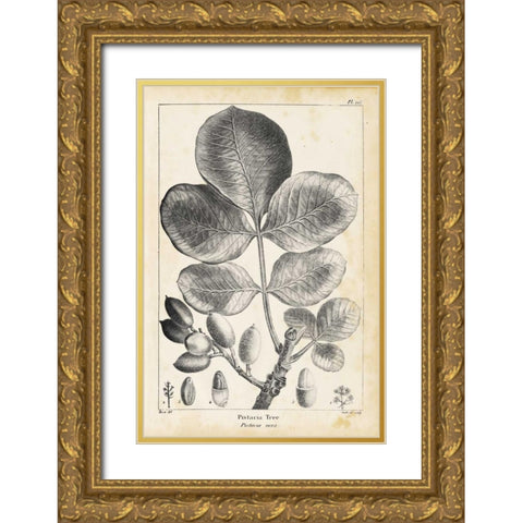 Vintage Pistachio Tree Gold Ornate Wood Framed Art Print with Double Matting by Nuttall, Thomas