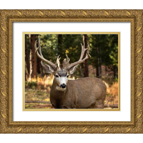 Deer Watch I Gold Ornate Wood Framed Art Print with Double Matting by Sturgeon, Ozana