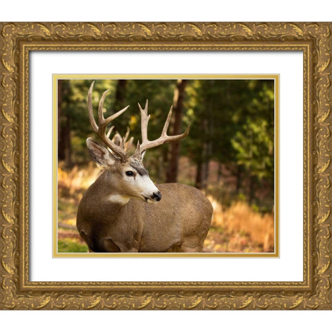 Deer Watch II Gold Ornate Wood Framed Art Print with Double Matting by Sturgeon, Ozana
