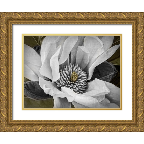 Custom Classic Magnolia II (ASH) Gold Ornate Wood Framed Art Print with Double Matting by Perry, Rachel