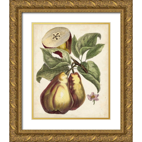 Antique Pear Study I Gold Ornate Wood Framed Art Print with Double Matting by Unknown