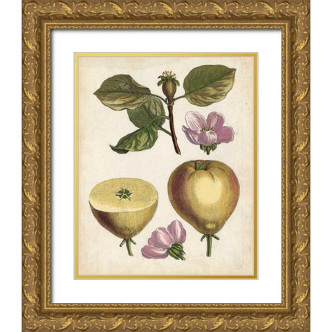 Antique Pear Study IV Gold Ornate Wood Framed Art Print with Double Matting by Unknown