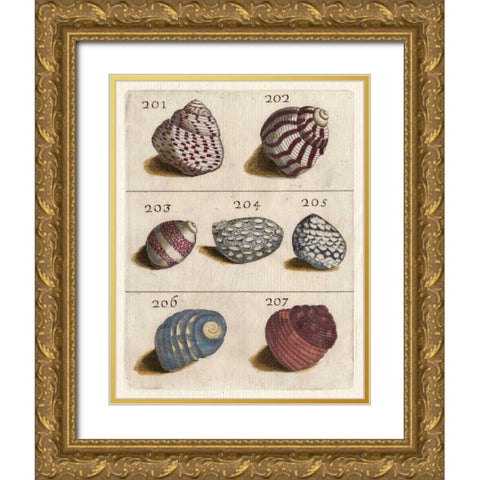 Shell Collection II Gold Ornate Wood Framed Art Print with Double Matting by Unknown