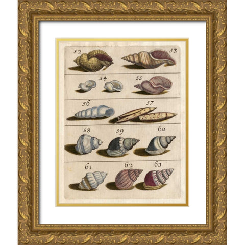 Shell Collection III Gold Ornate Wood Framed Art Print with Double Matting by Unknown