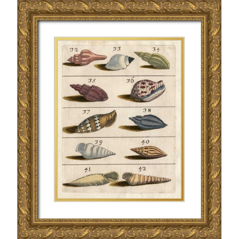 Shell Collection V Gold Ornate Wood Framed Art Print with Double Matting by Unknown