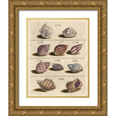 Shell Collection VI Gold Ornate Wood Framed Art Print with Double Matting by Unknown