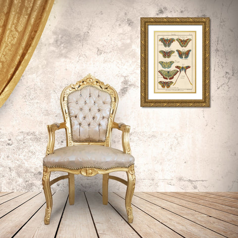 Histoire Naturelle Butterflies III Gold Ornate Wood Framed Art Print with Double Matting by Unknown