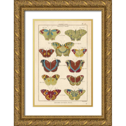 Histoire Naturelle Butterflies V Gold Ornate Wood Framed Art Print with Double Matting by Unknown