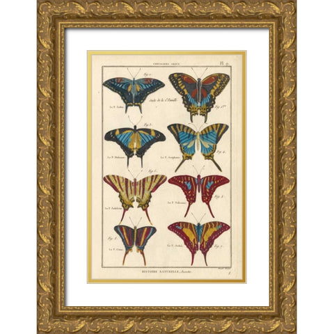 Histoire Naturelle Butterflies VI Gold Ornate Wood Framed Art Print with Double Matting by Unknown