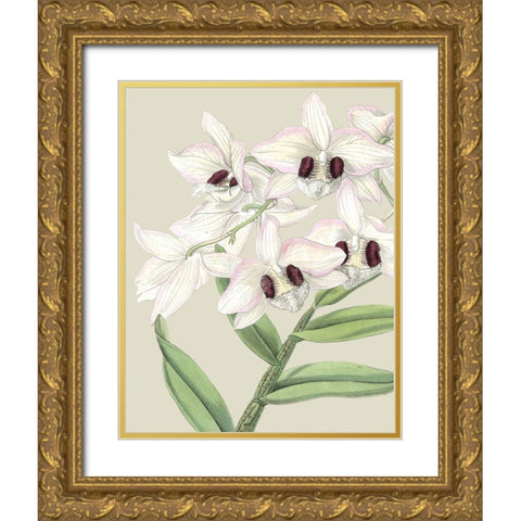 Custom Orchid Blooms II (ASH) Gold Ornate Wood Framed Art Print with Double Matting by Vision Studio