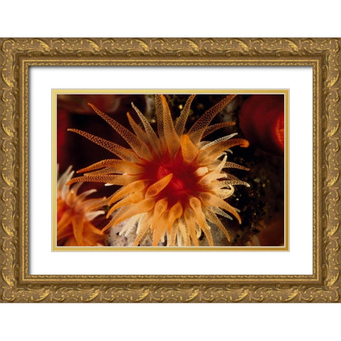 Bewitched - Menado, Indonesia Gold Ornate Wood Framed Art Print with Double Matting by Factor, Beverly