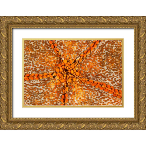 Orange Star - N. Sulawesi, Indonesia Gold Ornate Wood Framed Art Print with Double Matting by Factor, Beverly