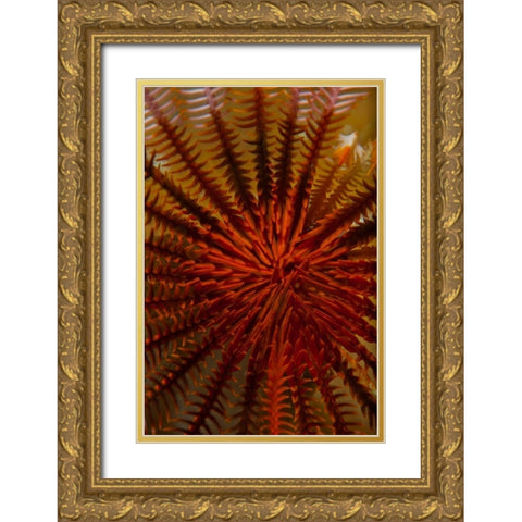 Destiny - S. Raja Ampat, Indonesia Gold Ornate Wood Framed Art Print with Double Matting by Factor, Beverly
