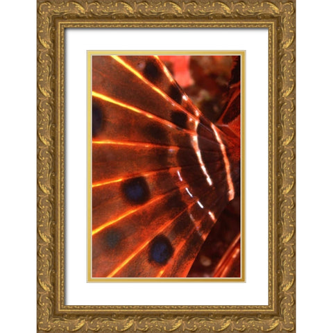 Flaming Flyer - Palau, Micronesia Gold Ornate Wood Framed Art Print with Double Matting by Factor, Beverly