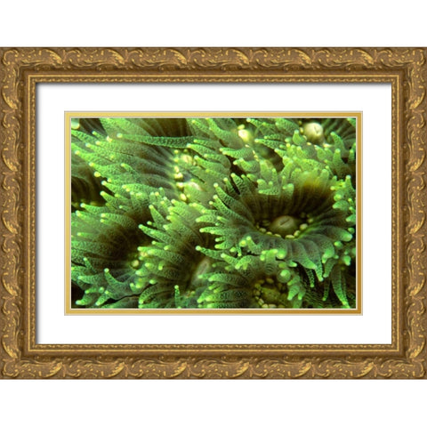 Tender Moment - Indonesia Gold Ornate Wood Framed Art Print with Double Matting by Factor, Beverly