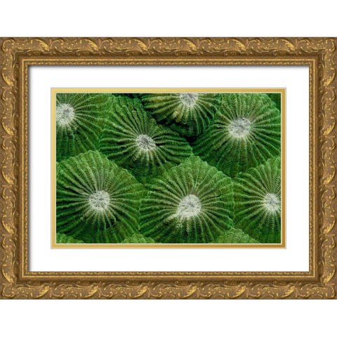 Greenlicious - Thailand Gold Ornate Wood Framed Art Print with Double Matting by Factor, Beverly