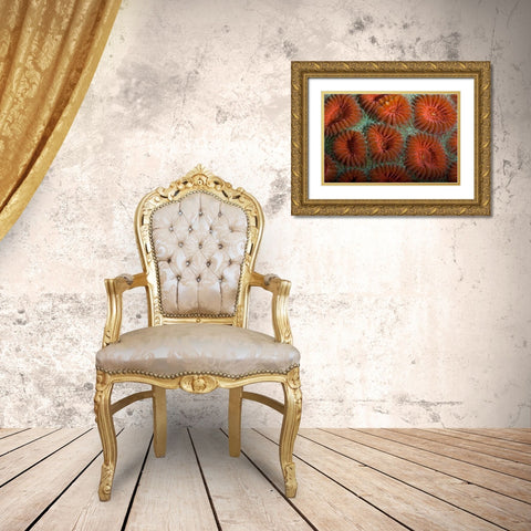 Orange Dream - S. Raja Ampat, Indonesia Gold Ornate Wood Framed Art Print with Double Matting by Factor, Beverly