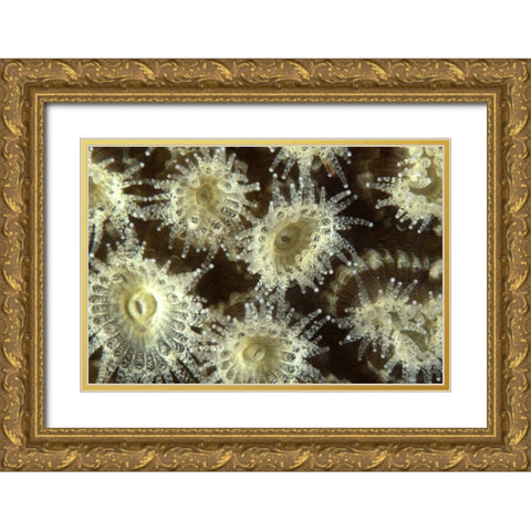 Shower Flower - Central Raja Ampat, Indonesia Gold Ornate Wood Framed Art Print with Double Matting by Factor, Beverly