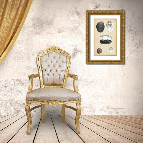 Marine Bivalves II Gold Ornate Wood Framed Art Print with Double Matting by Wood