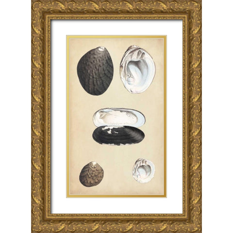 Marine Bivalves II Gold Ornate Wood Framed Art Print with Double Matting by Wood