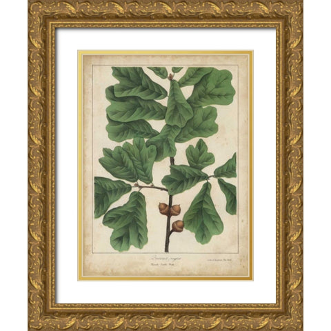 Oak Leaves and Acorns I Gold Ornate Wood Framed Art Print with Double Matting by Torrey, John