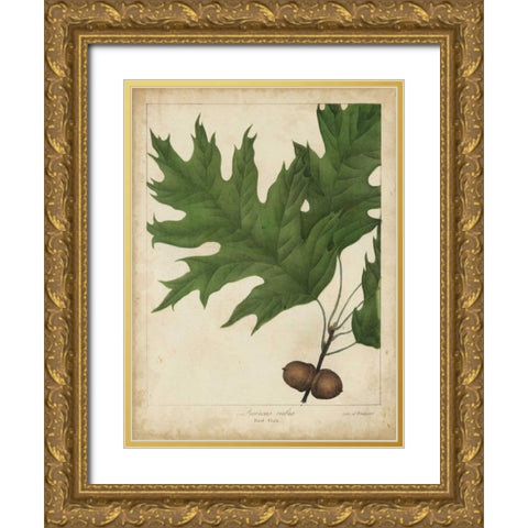Oak Leaves and Acorns II Gold Ornate Wood Framed Art Print with Double Matting by Torrey, John