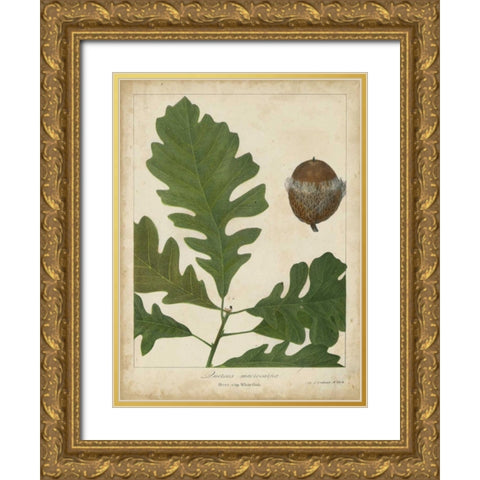 Oak Leaves and Acorns III Gold Ornate Wood Framed Art Print with Double Matting by Torrey, John