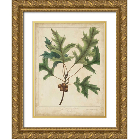 Oak Leaves and Acorns IV Gold Ornate Wood Framed Art Print with Double Matting by Torrey, John