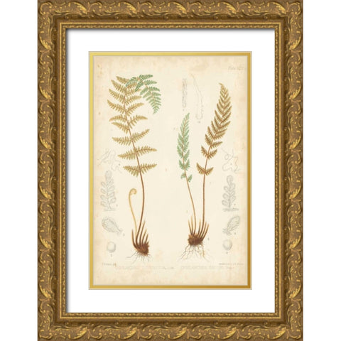 Fern Study I Gold Ornate Wood Framed Art Print with Double Matting by Vision Studio