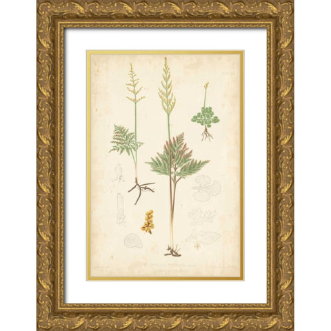 Fern Study II Gold Ornate Wood Framed Art Print with Double Matting by Vision Studio