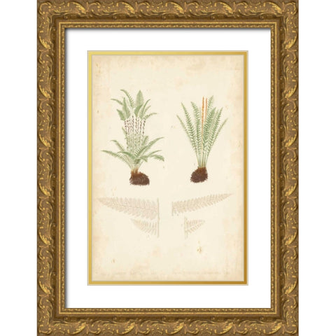 Fern Study III Gold Ornate Wood Framed Art Print with Double Matting by Vision Studio