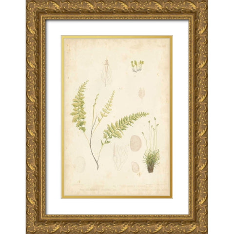 Fern Study IV Gold Ornate Wood Framed Art Print with Double Matting by Vision Studio