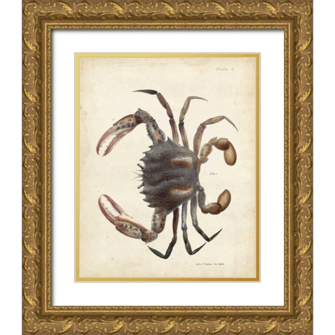 Vintage Crab I Gold Ornate Wood Framed Art Print with Double Matting by Dekay